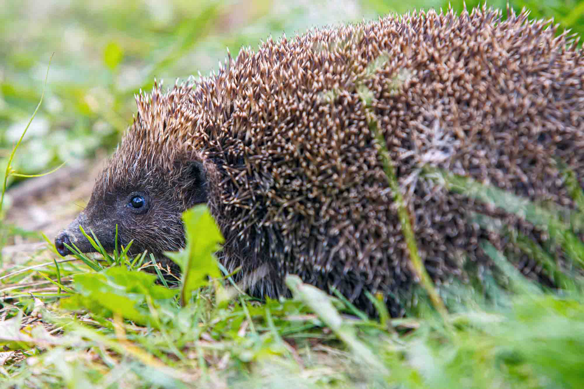 Бешенство, клещи и хищники в городе: почему ежей лучше не трогать, а лисы – опасны