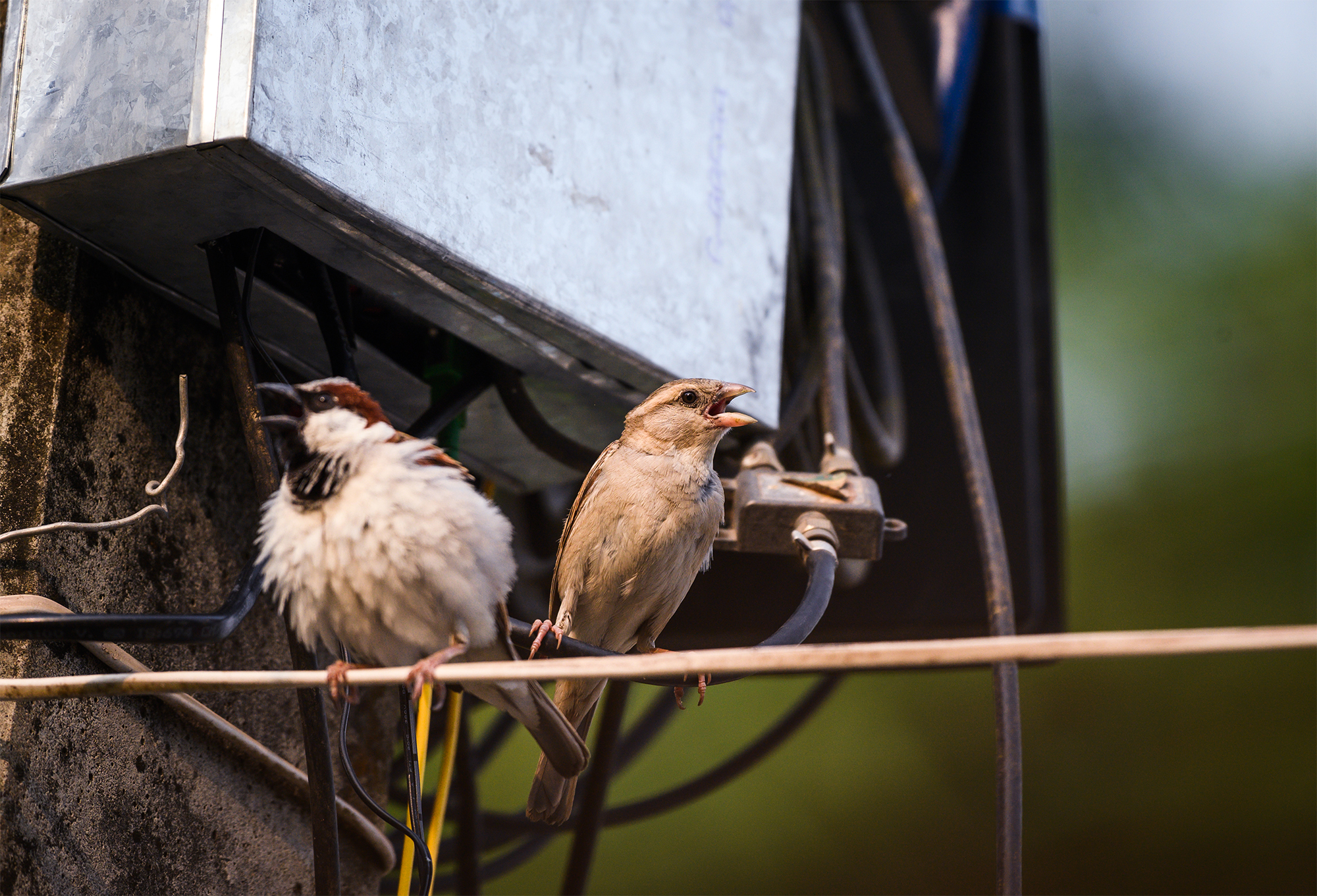 Зникають не лише горобці. Яких птахів у містах стає менше та чим це загрожує