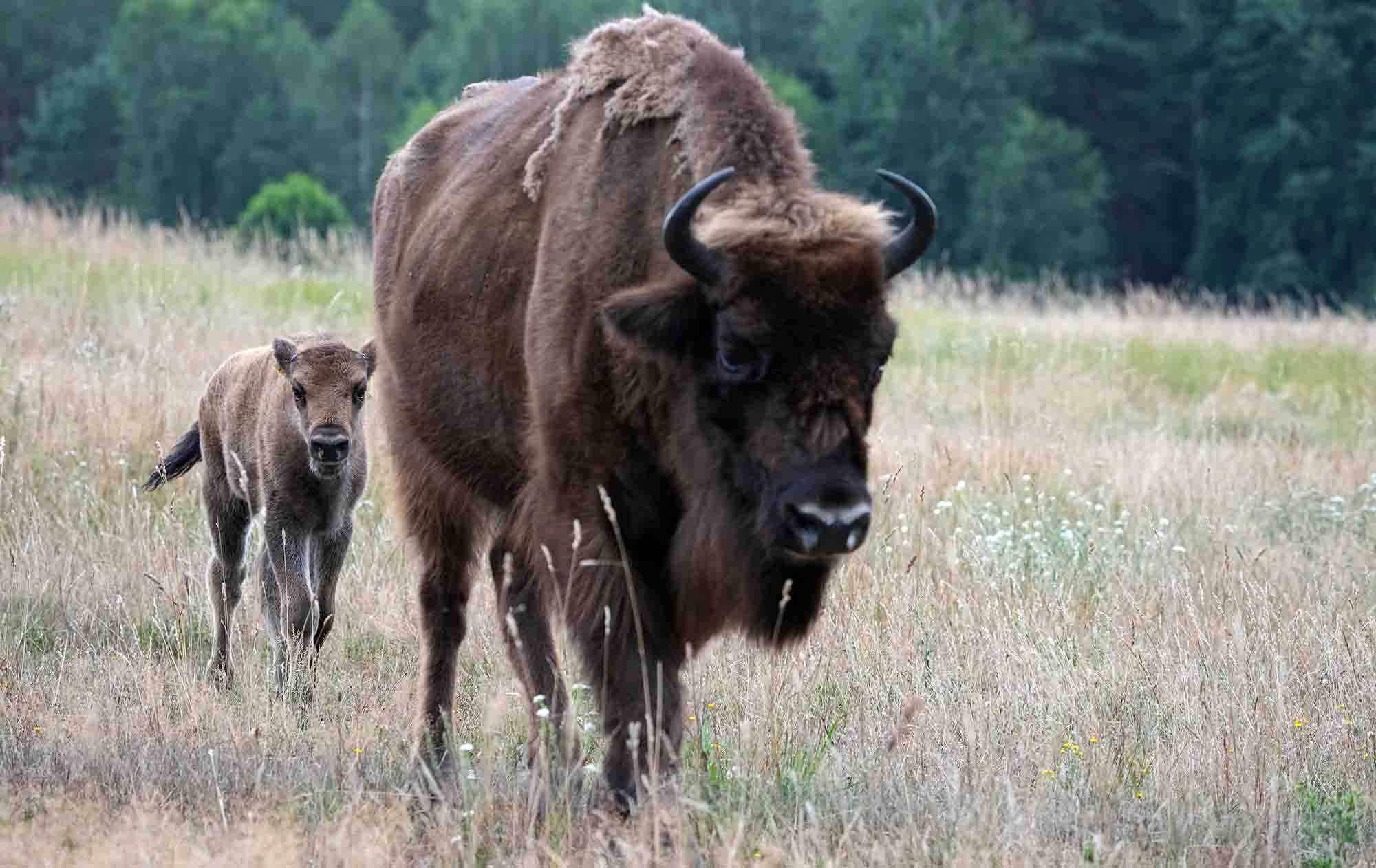Бешенство, клещи и хищники в городе: почему ежей лучше не трогать, а лисы – опасны