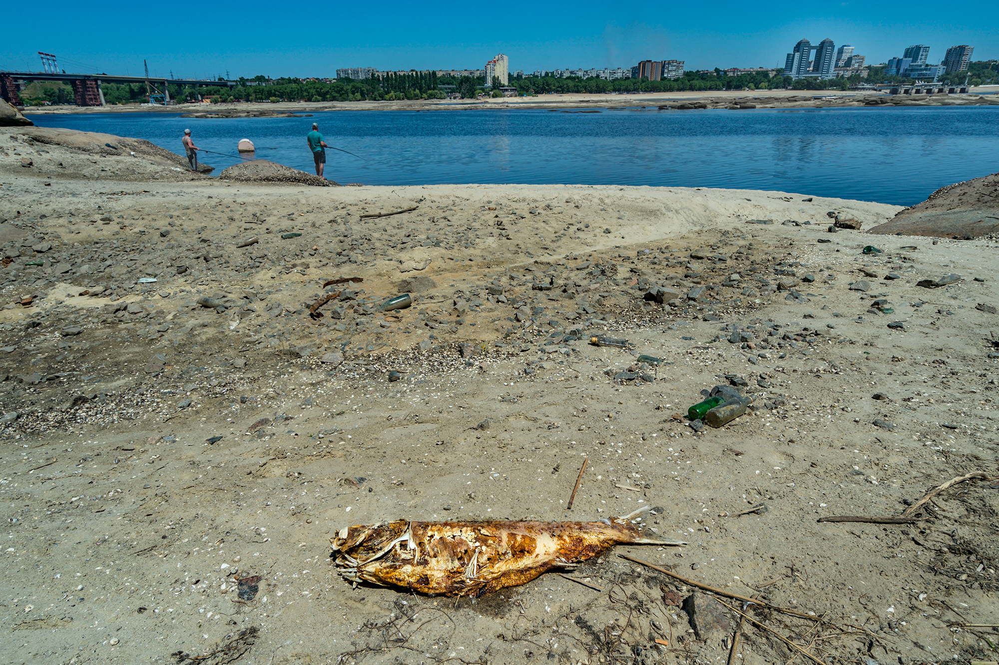 Креветки, мідії, рапани: хто не переживе війну у Чорному морі, – інтерв’ю з біологом НАН