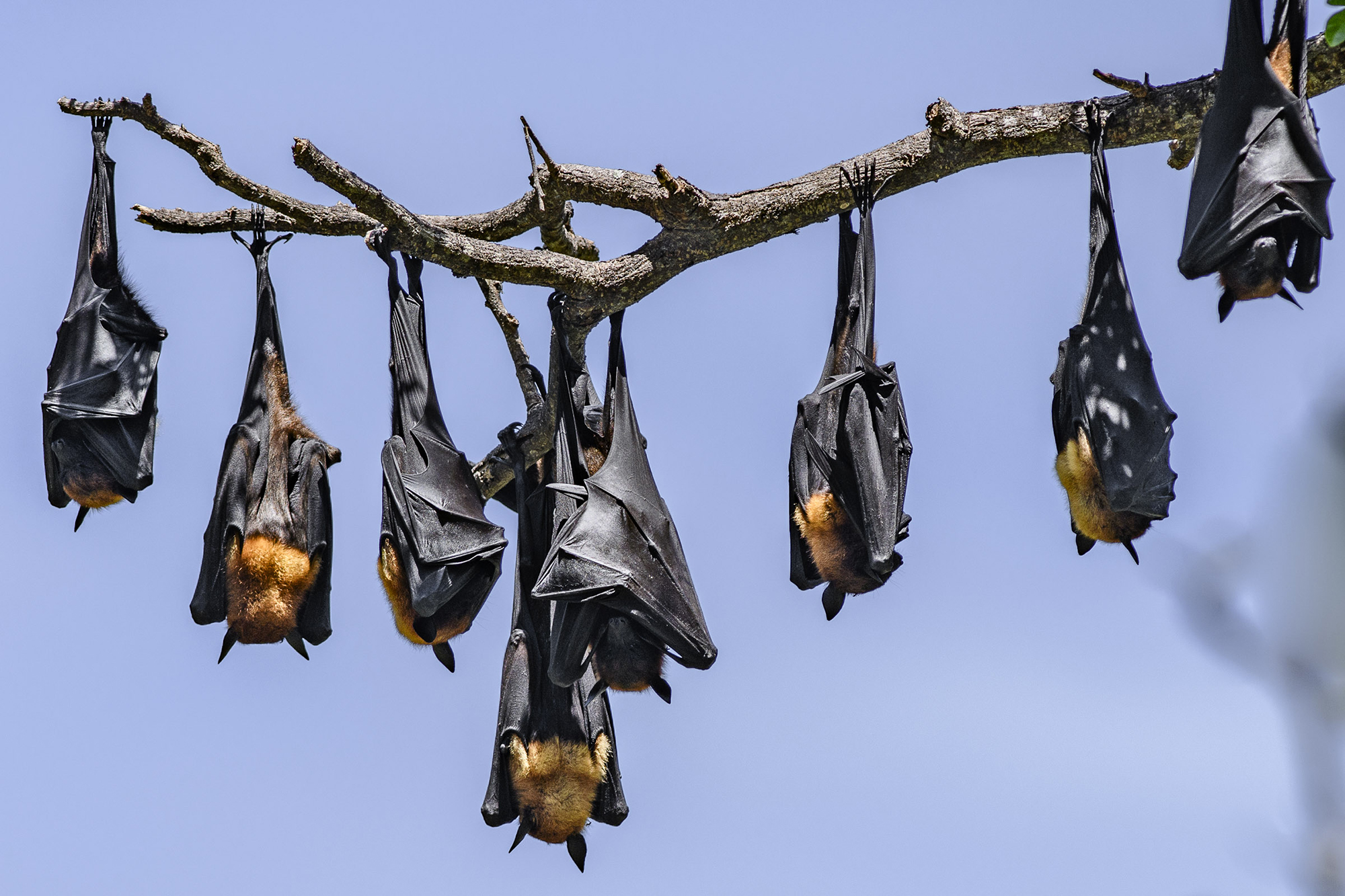 Чому кажани сплять вниз головою: ось, що з'ясували вчені