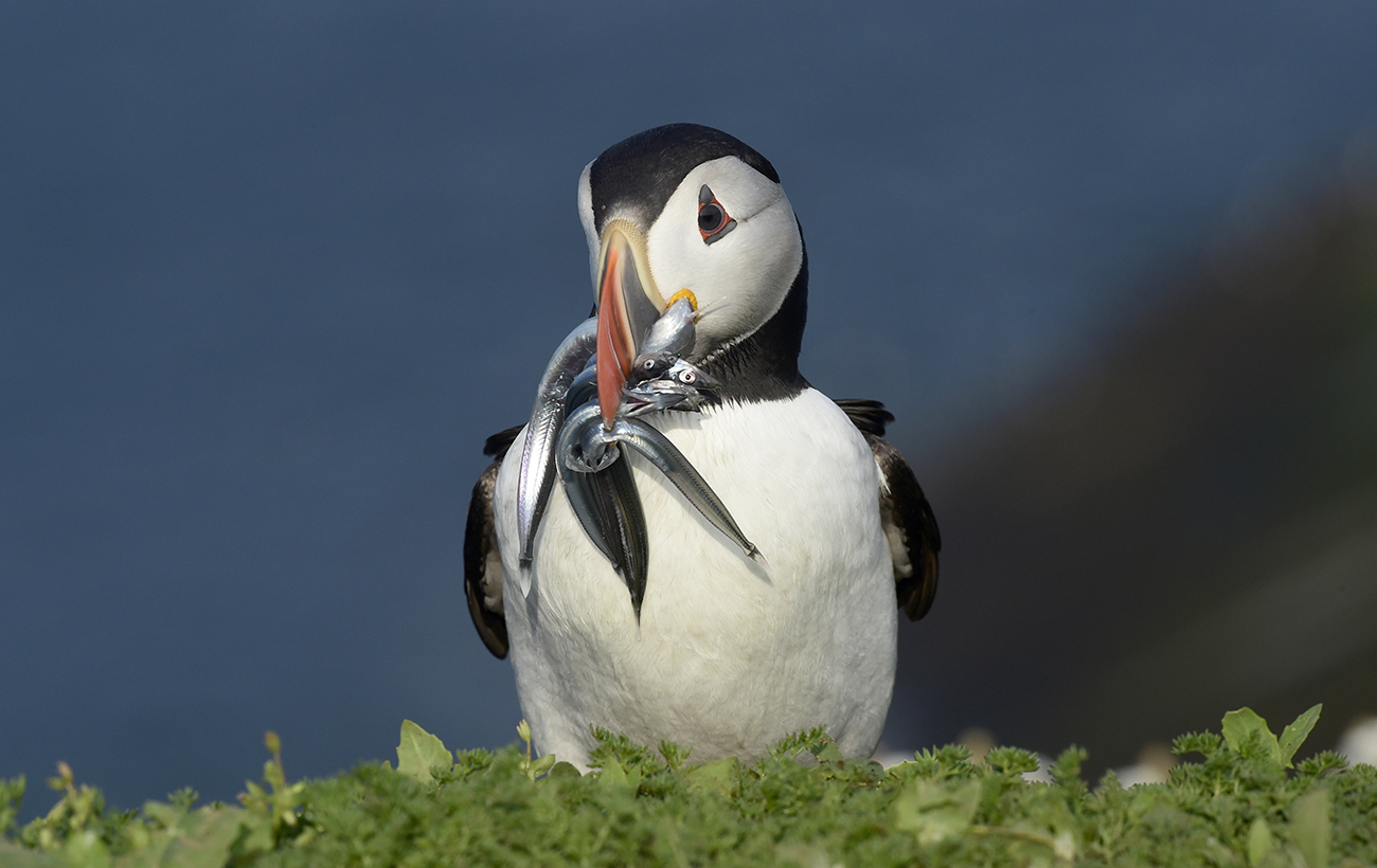 Dream job: Live free on picturesque island among thousands of birds