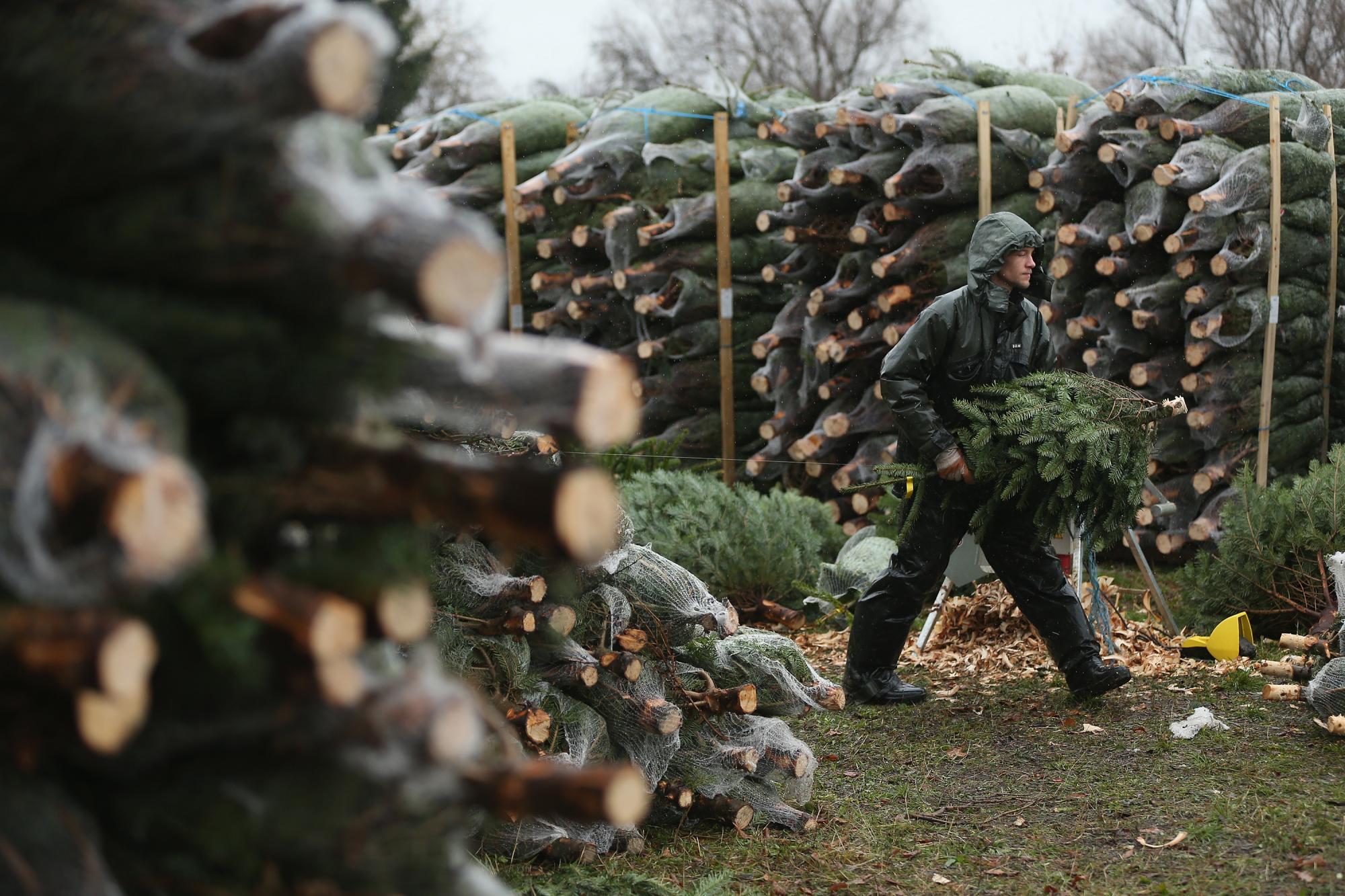 В Украине стартовали продажи елок: сколько стоят новогодние красавицы