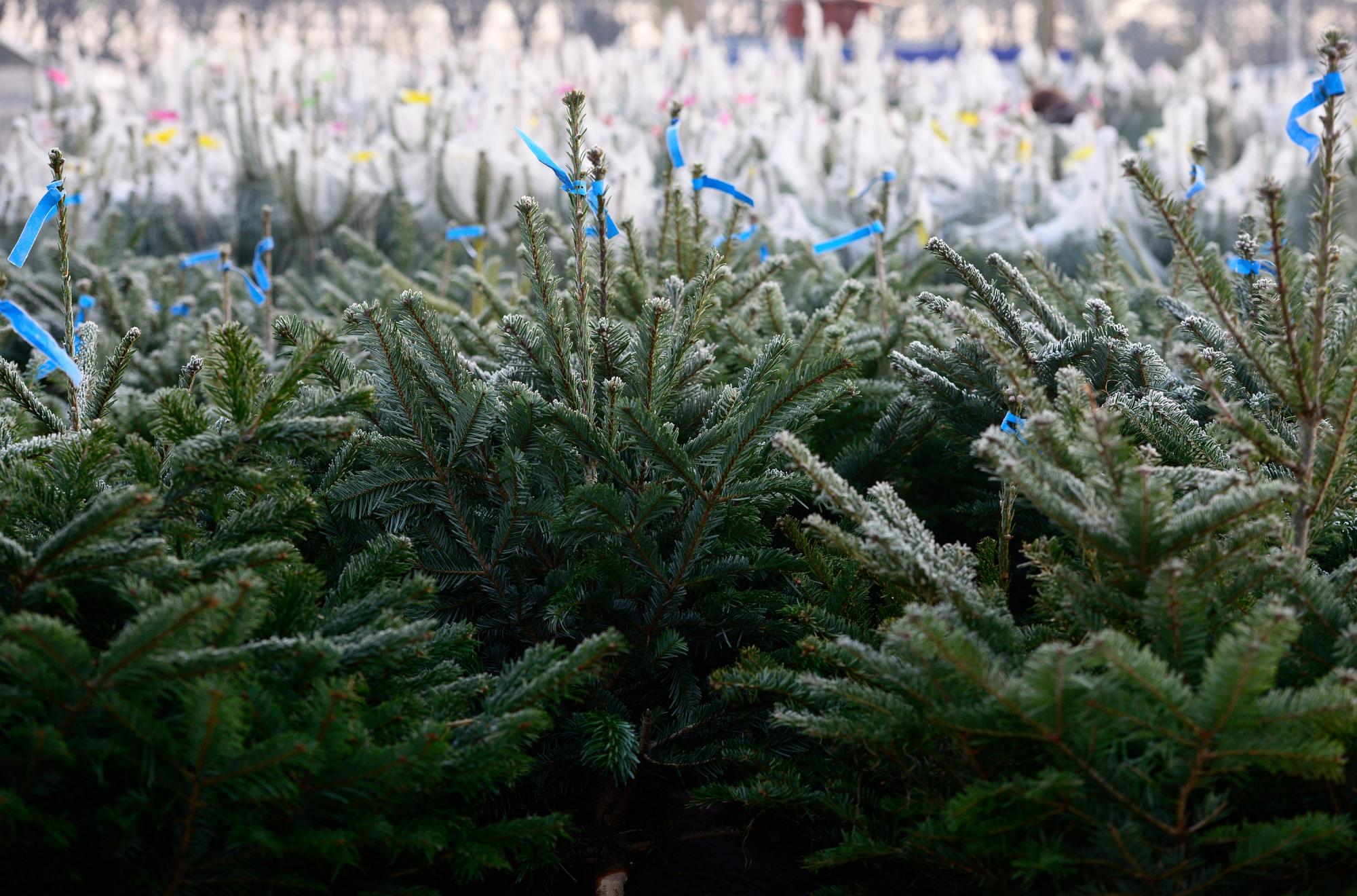 В Украине стартовала продажа елок: сколько стоят новогодние красавицы