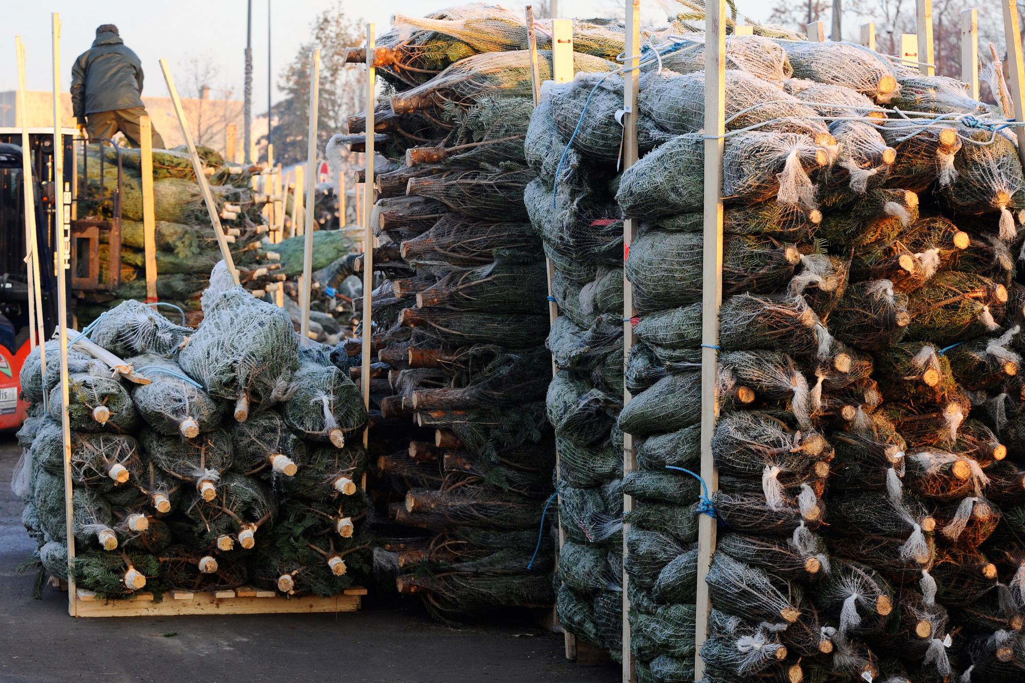 В Украине стартовали продажи елок: сколько стоят новогодние красавицы