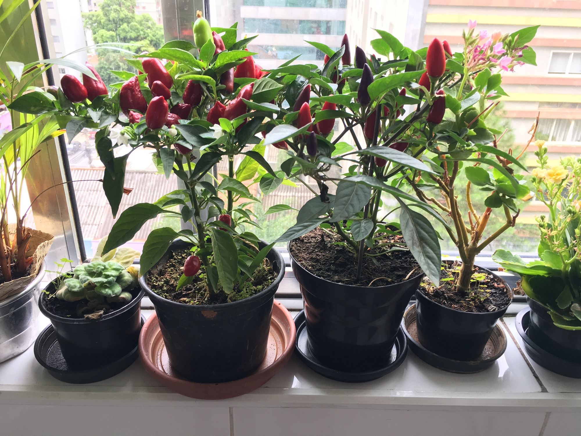 Хотите собирать урожай даже зимой? Вот 7 овощей, которые можно выращивать в горшках