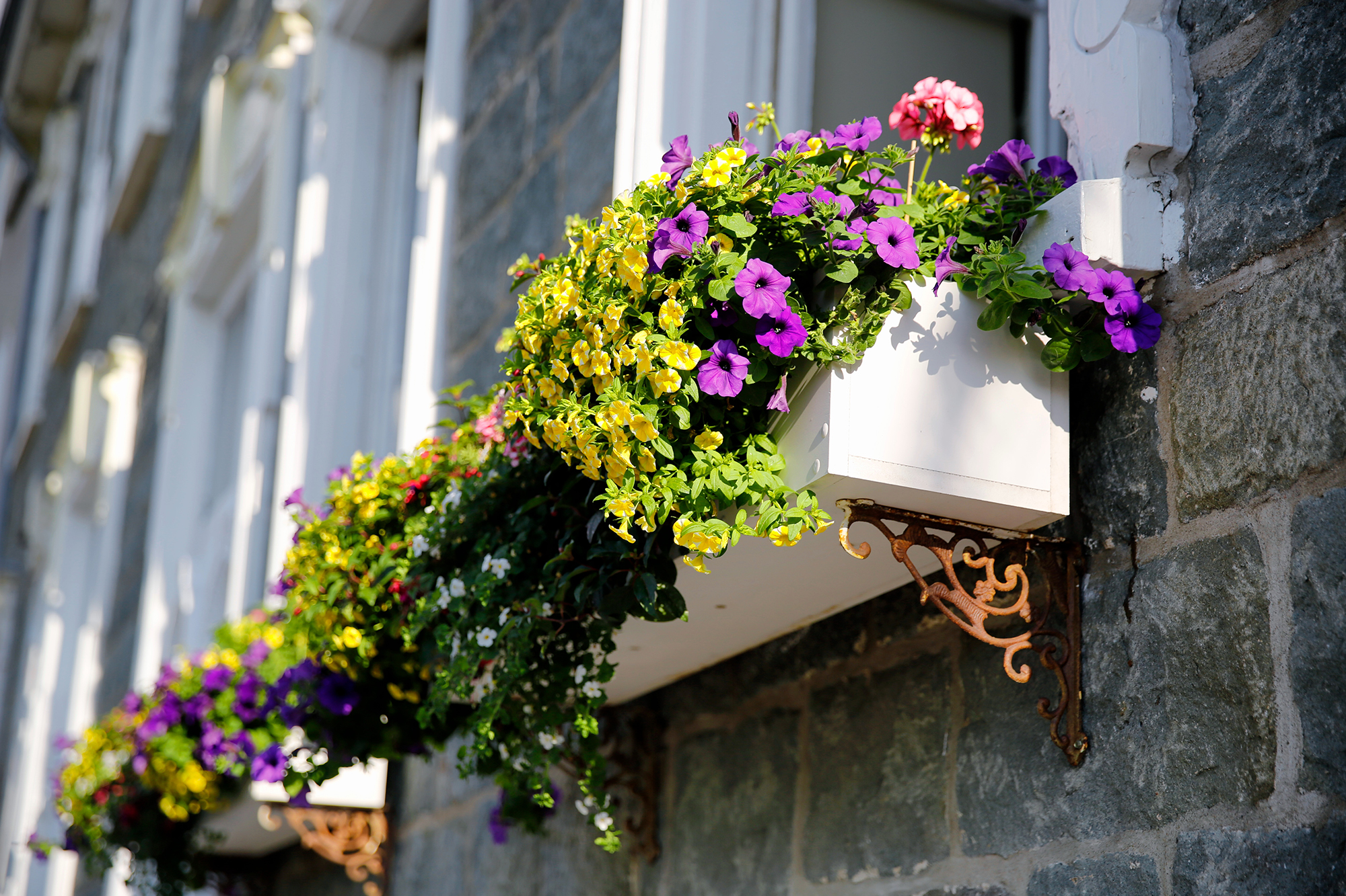 Рослини теж мерзнуть: як утеплити балконні квіти