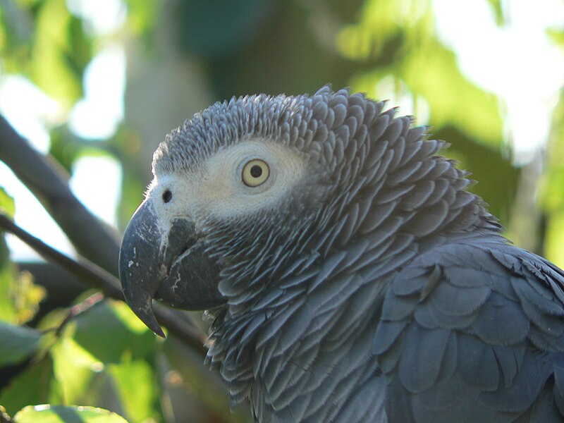 Топ-7 птиц, которые станут вашими лучшими друзьями