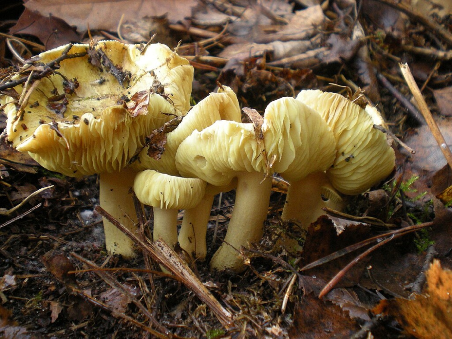 Нашел один и собрал ведро: какие грибы всегда растут большими группами 