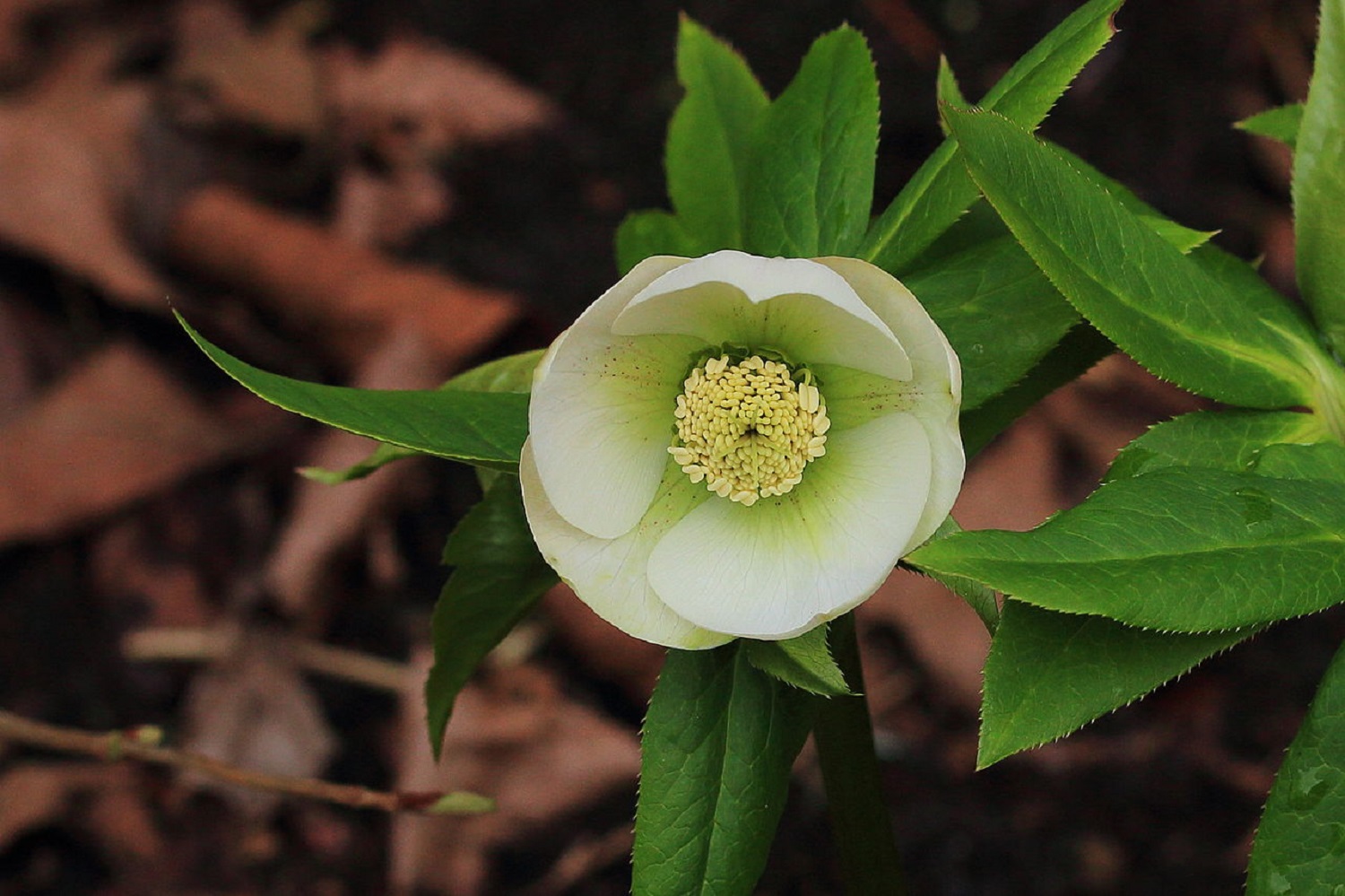 Які квіти можна сміливо висаджувати в січні у саду, якщо зима тепла