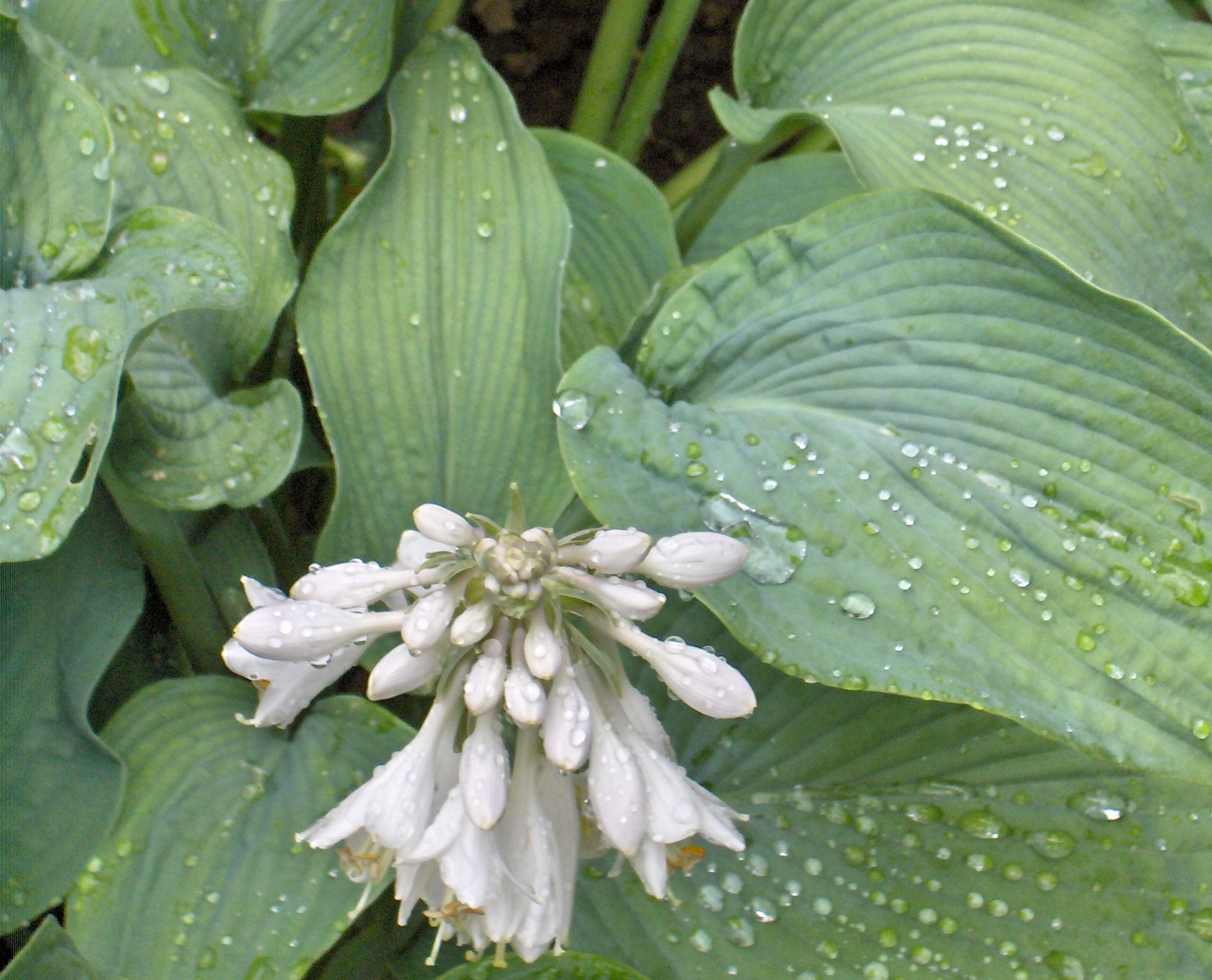 Світло не потрібно: 7 рослин, які полюбляють тінь