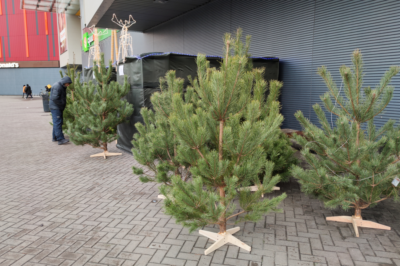 Как убрать елку так, чтобы не засыпать все иголками: полезный лайфхак