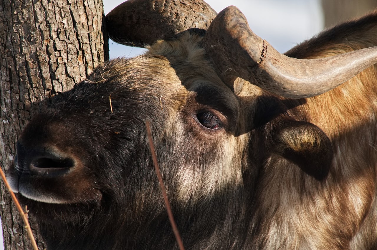 В екопарку Харкова оселилися рідкісні тварини з Тибету: як вони вигляють (фото)