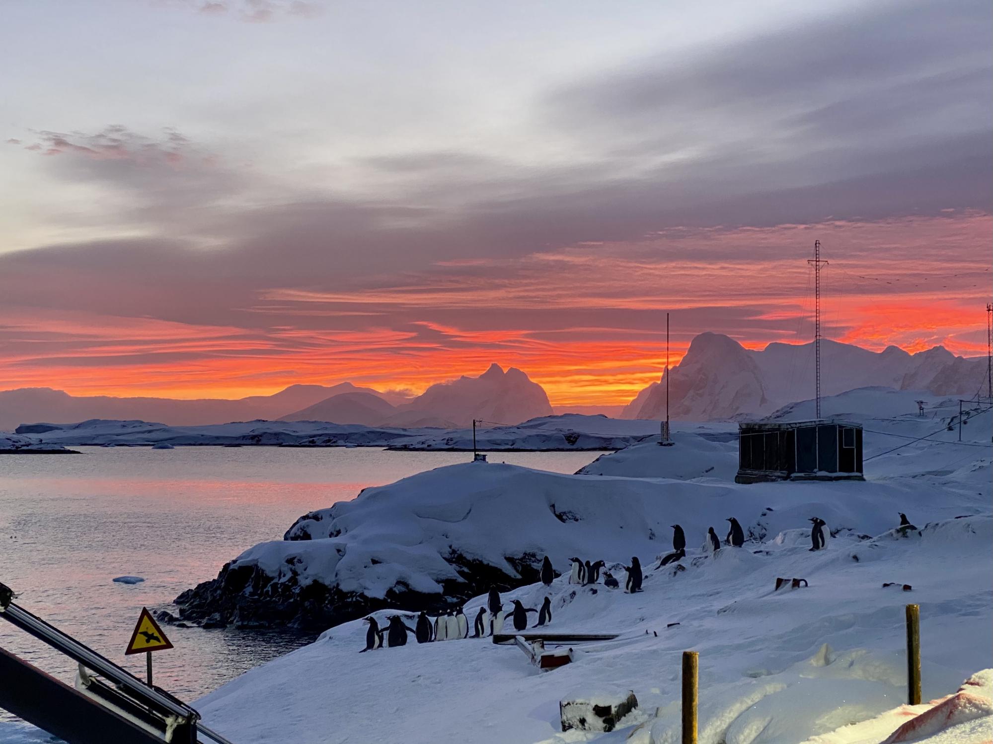 Полярные медведи и база Гитлера. Полярник развеял мифы об Антарктиде и сказал, переворачивает ли пингвинов