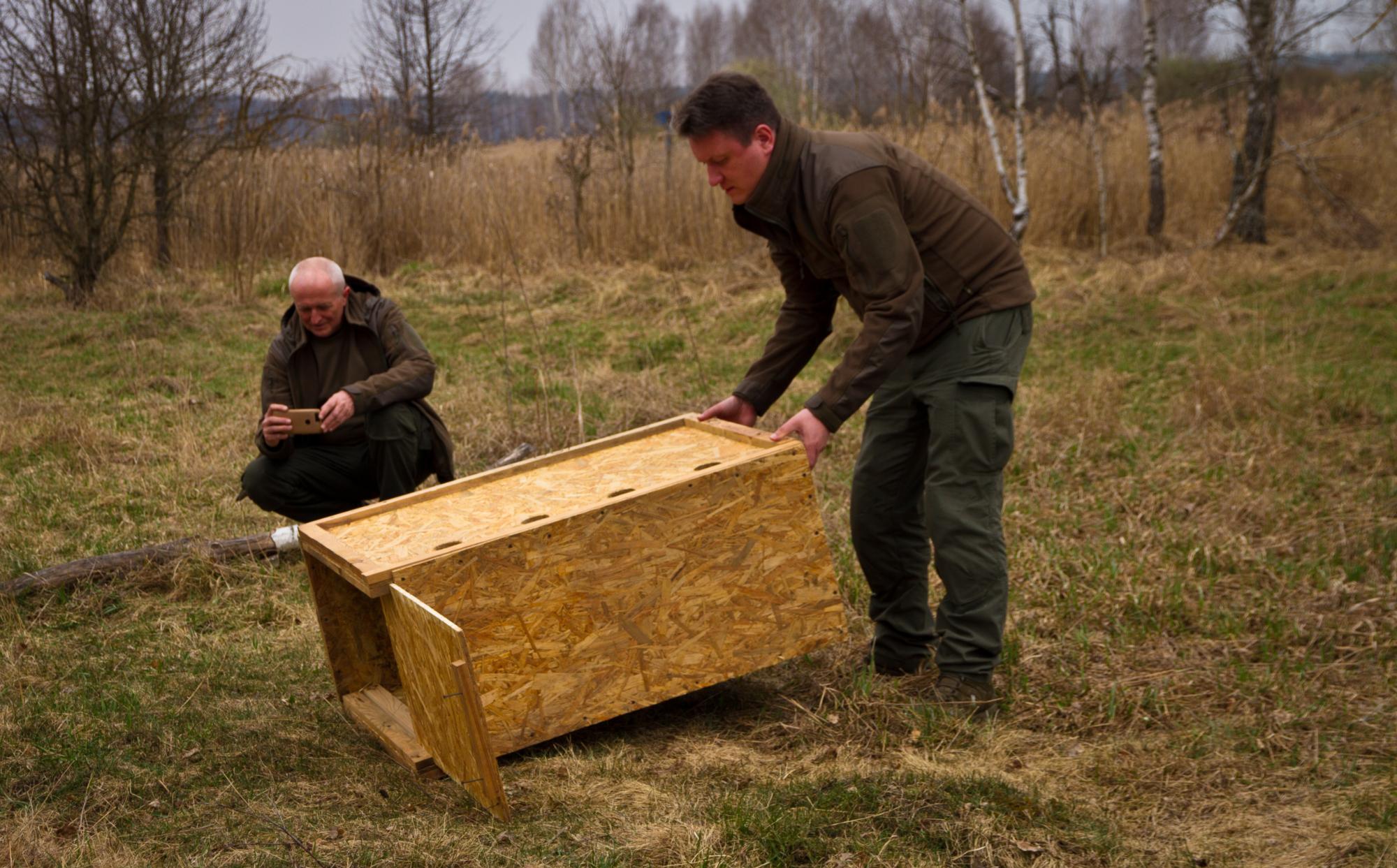 Водятся ли мутанты в Чернобыле и кто живет в рыжем лесу: блиц о животных зоны отчуждения