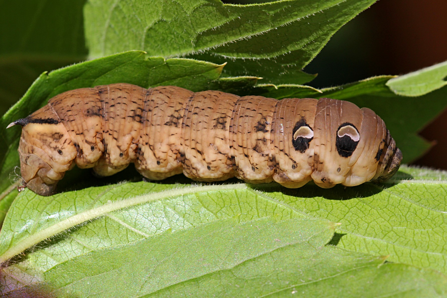 Українців налякала &quot;гусінь, схрещена з вужем&quot;: відео незвичайного створіння