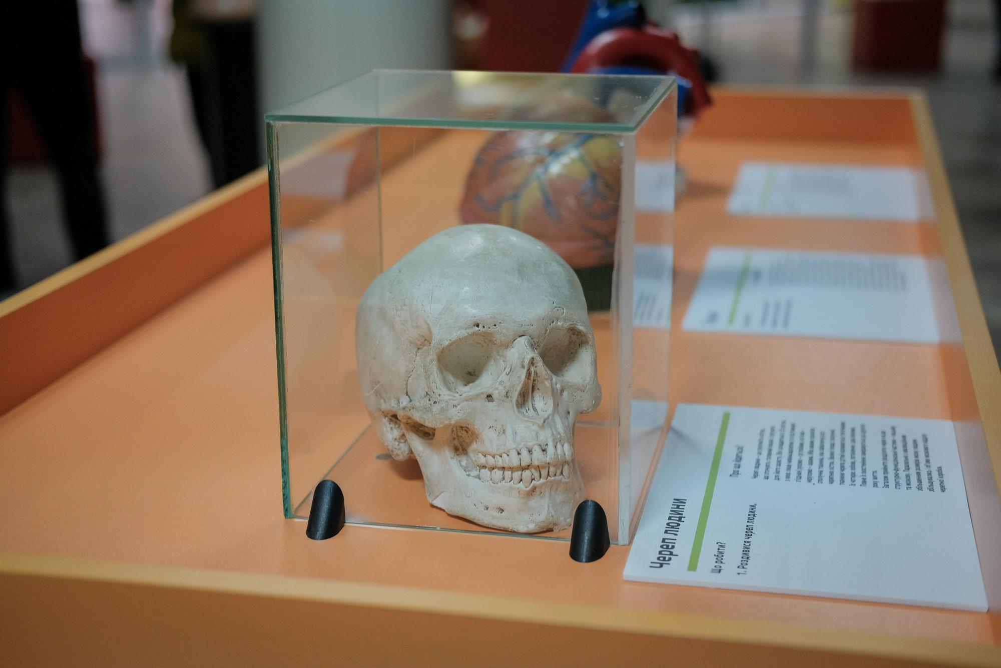 &quot;Нельзя не касаться&quot;: как выглядит Музей науки в Черновцах (фото)