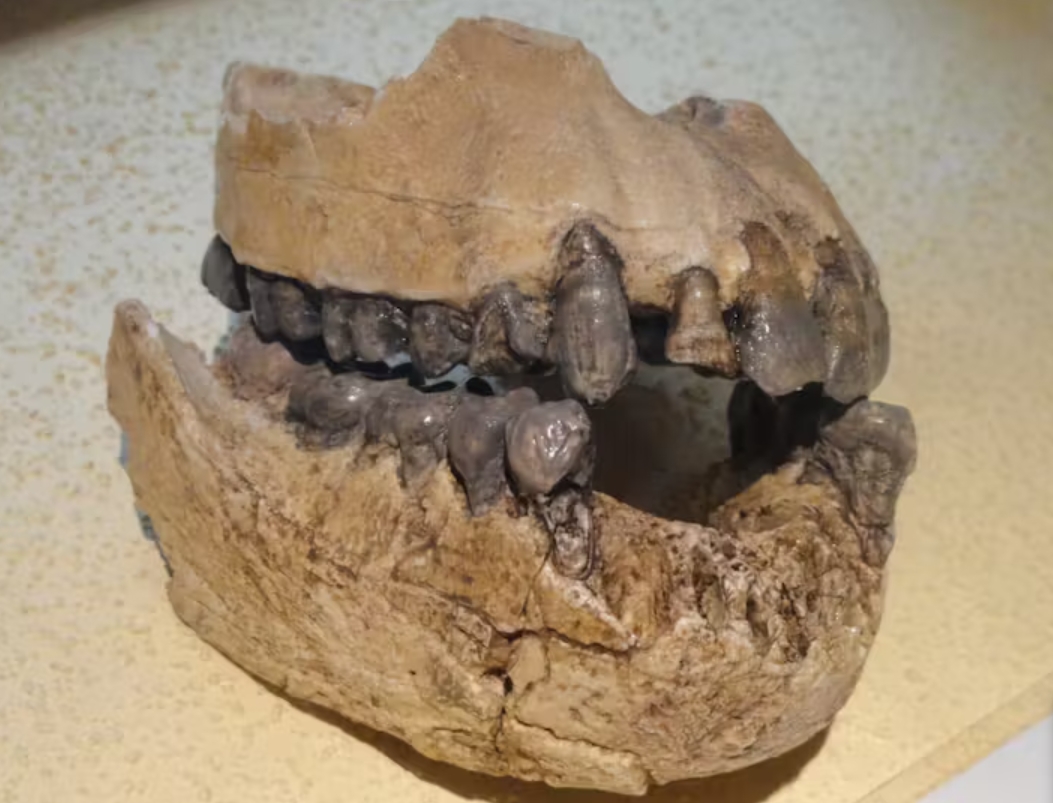 Scientists explain why we have wisdom teeth