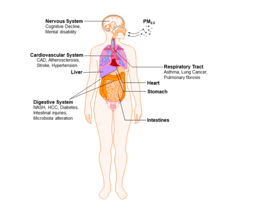 Як забруднення повітря впливає на травлення: вчені зробили важливу заяву