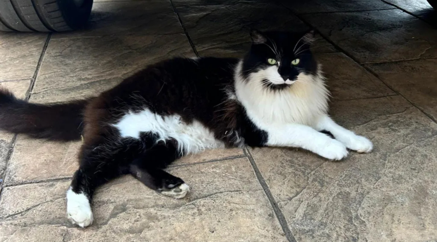 Кіт "повстав з мертвих" та за 4 дні після кремації повернувся додому