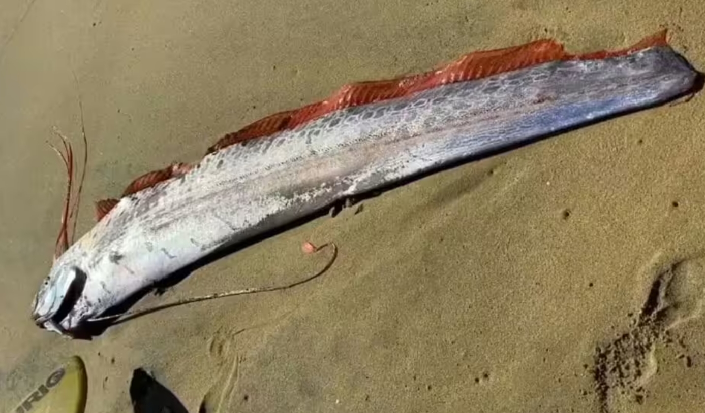 Rare 'Doomsday fish' found in Mexico: Harbinger of disaster?