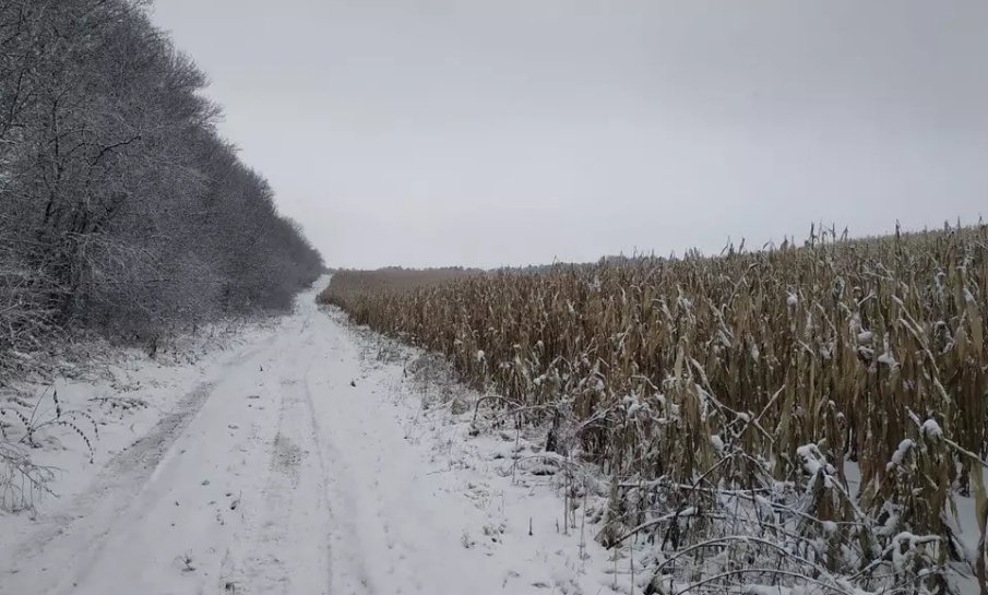 Одинаковые кресты с номерами в поле кукурузы: как в Украине хоронят бездомных