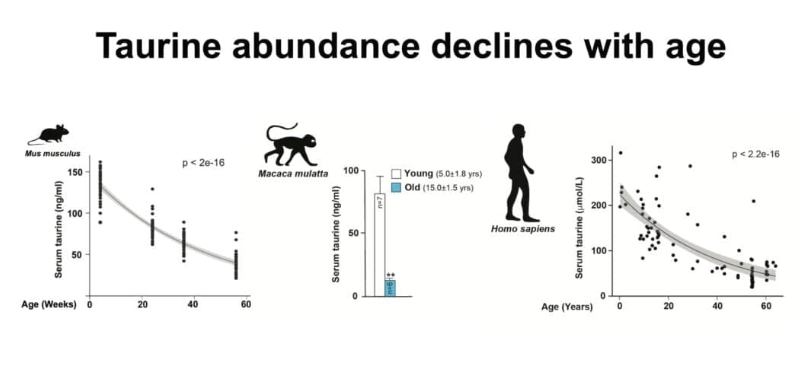 Эта аминокислота замедляет старение клеток: она есть в рыбе, мясе и молоке