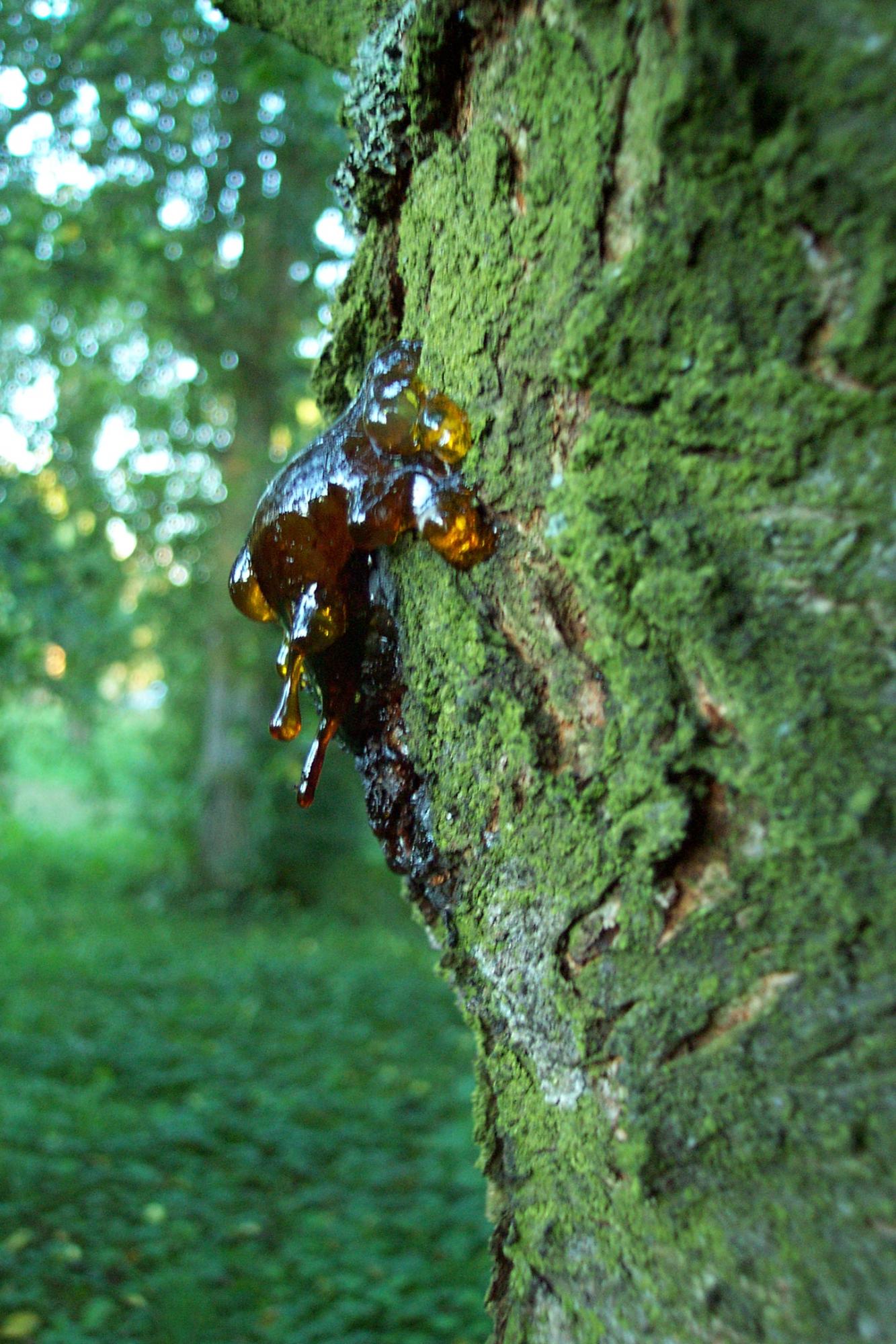 Дерево внезапно сочится осенью: когда это норма, а когда - признак болезни