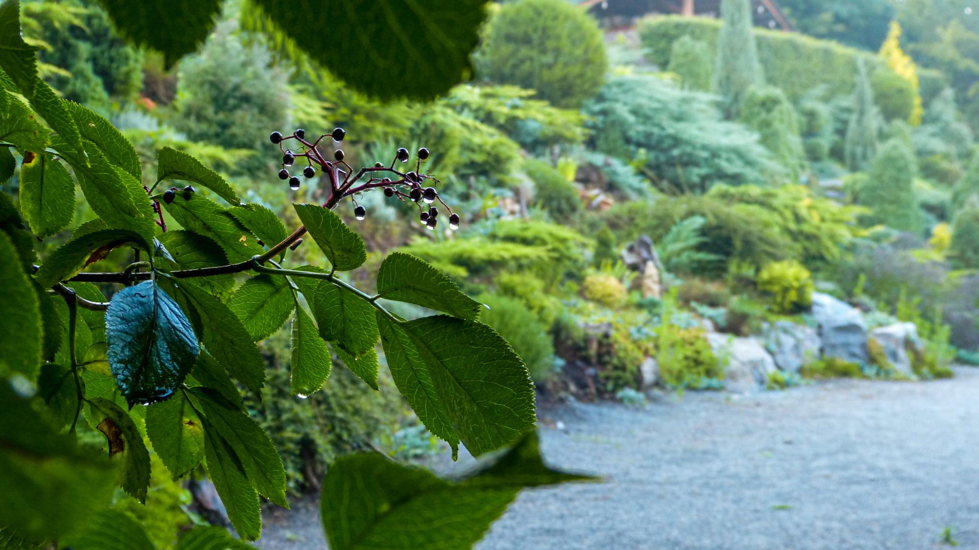 Краса з руїн. Як Сергій Горбань перетворив сміттєзвалище на сад прямо у центрі міста