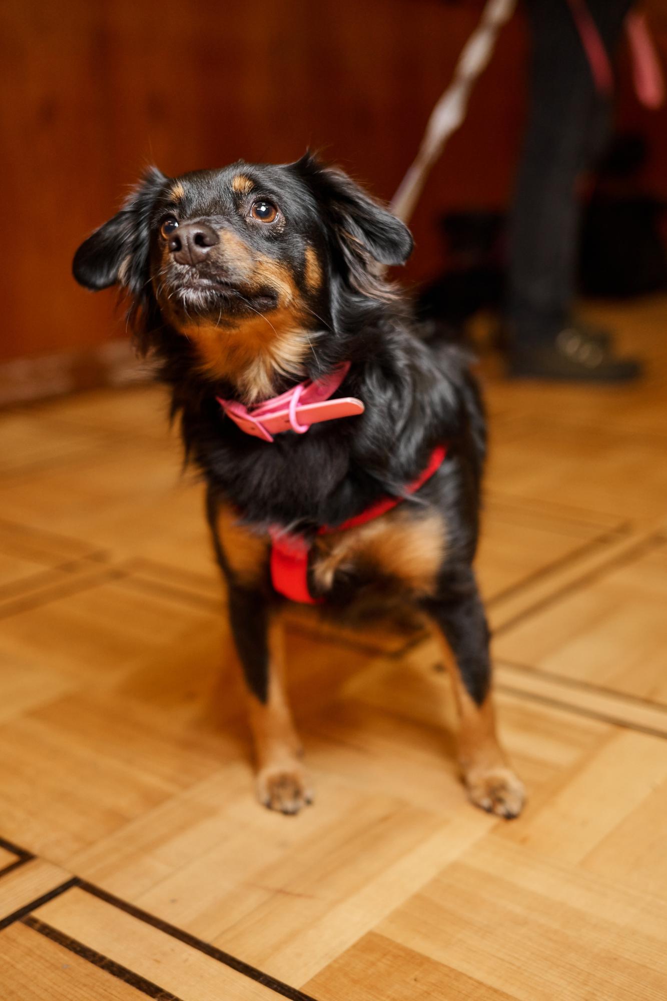 Українські зірки на червоній доріжці розчулили несподіваним жестом (фото)