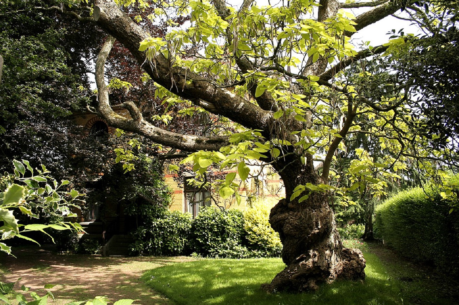 5 декоративных деревьев, которые украсят любой двор