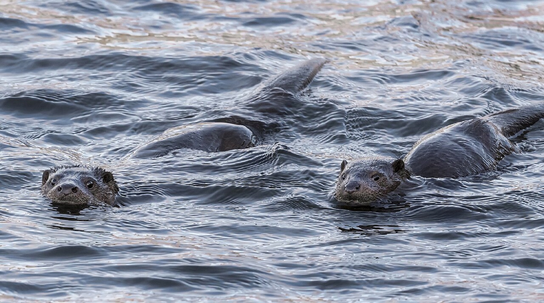 Лопаты и выдры. 6 необычных традиций рыбалки со всего мира
