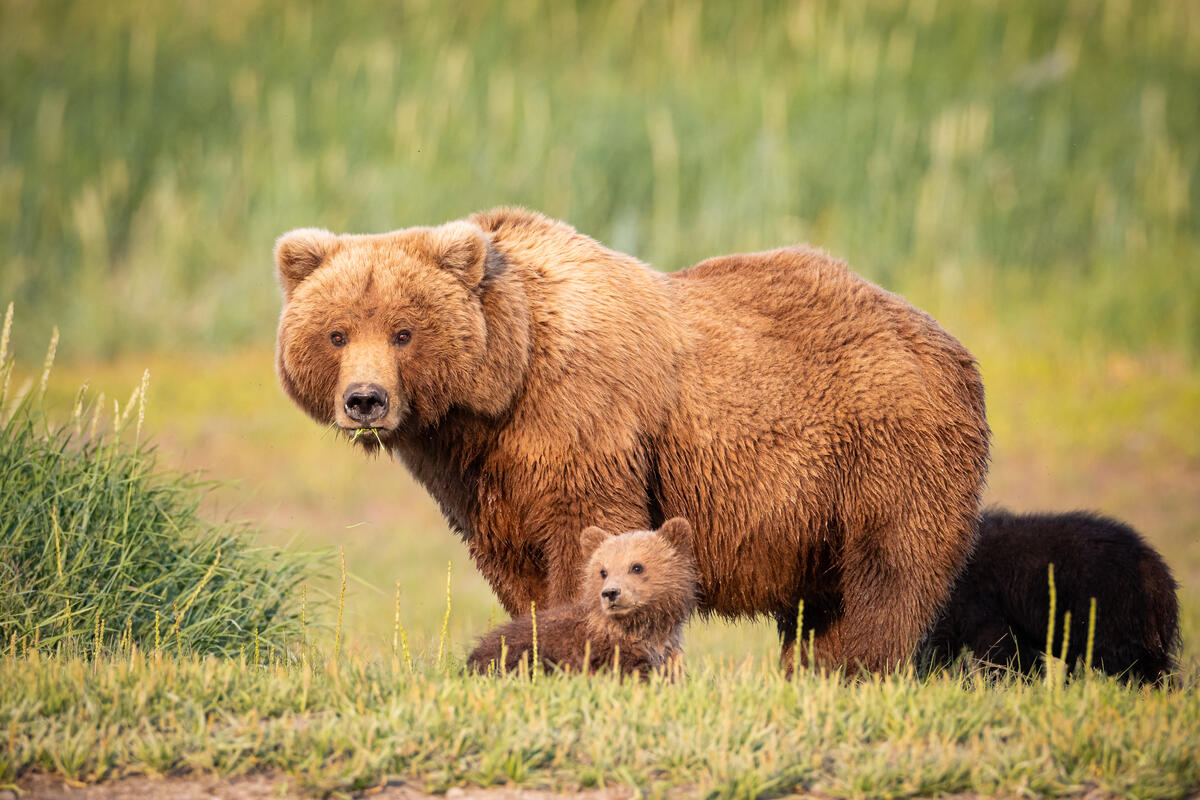 Дороги життя: як екологічні коридори допомагають дикій природі – і чому це важливо