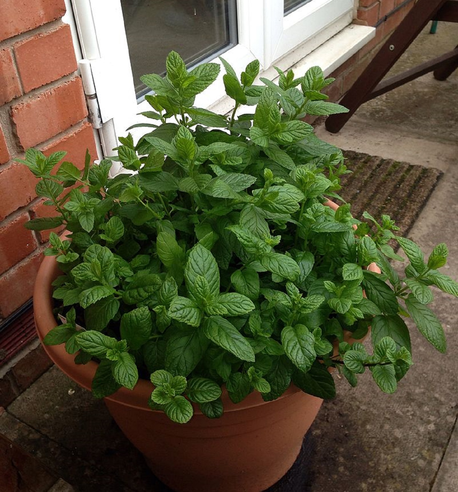 5 цілющих рослин, які прикрашають квартиру та лікують від хвороб