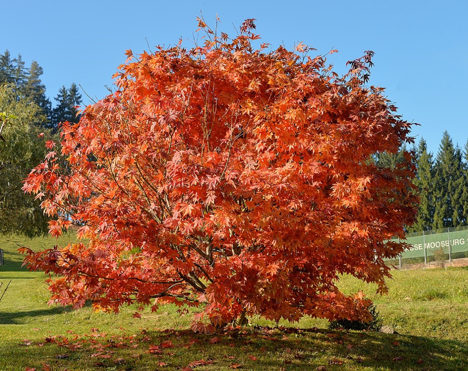 5 декоративных деревьев, которые украсят любой двор
