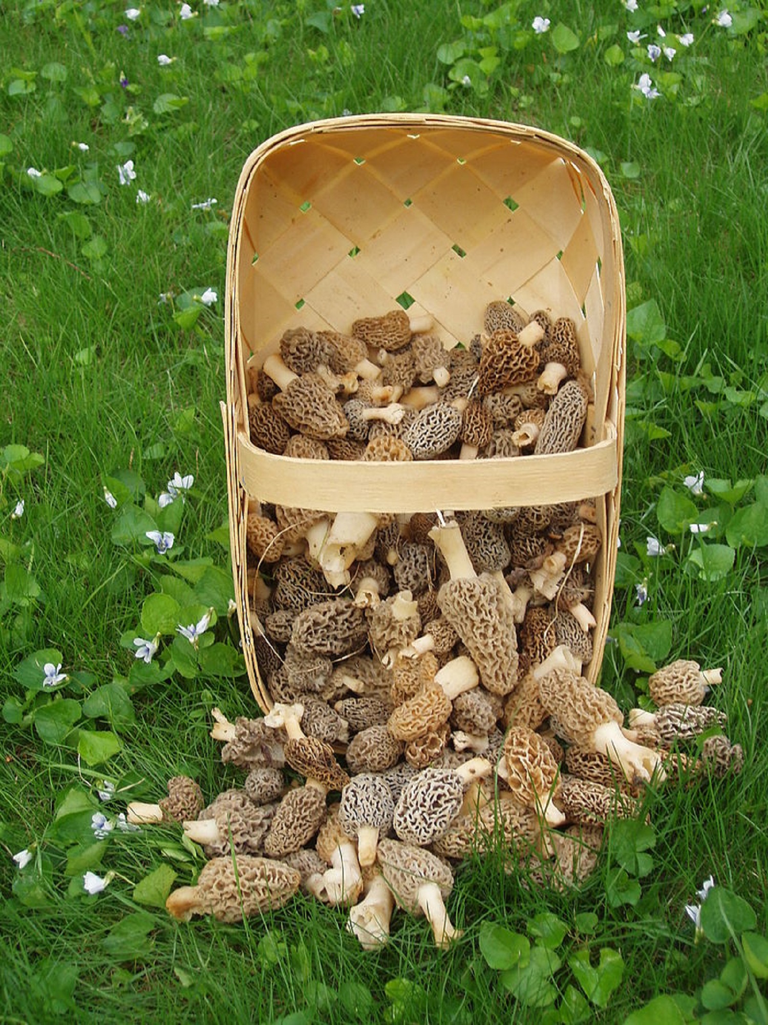 7 самых полезных грибов в лесах Украины