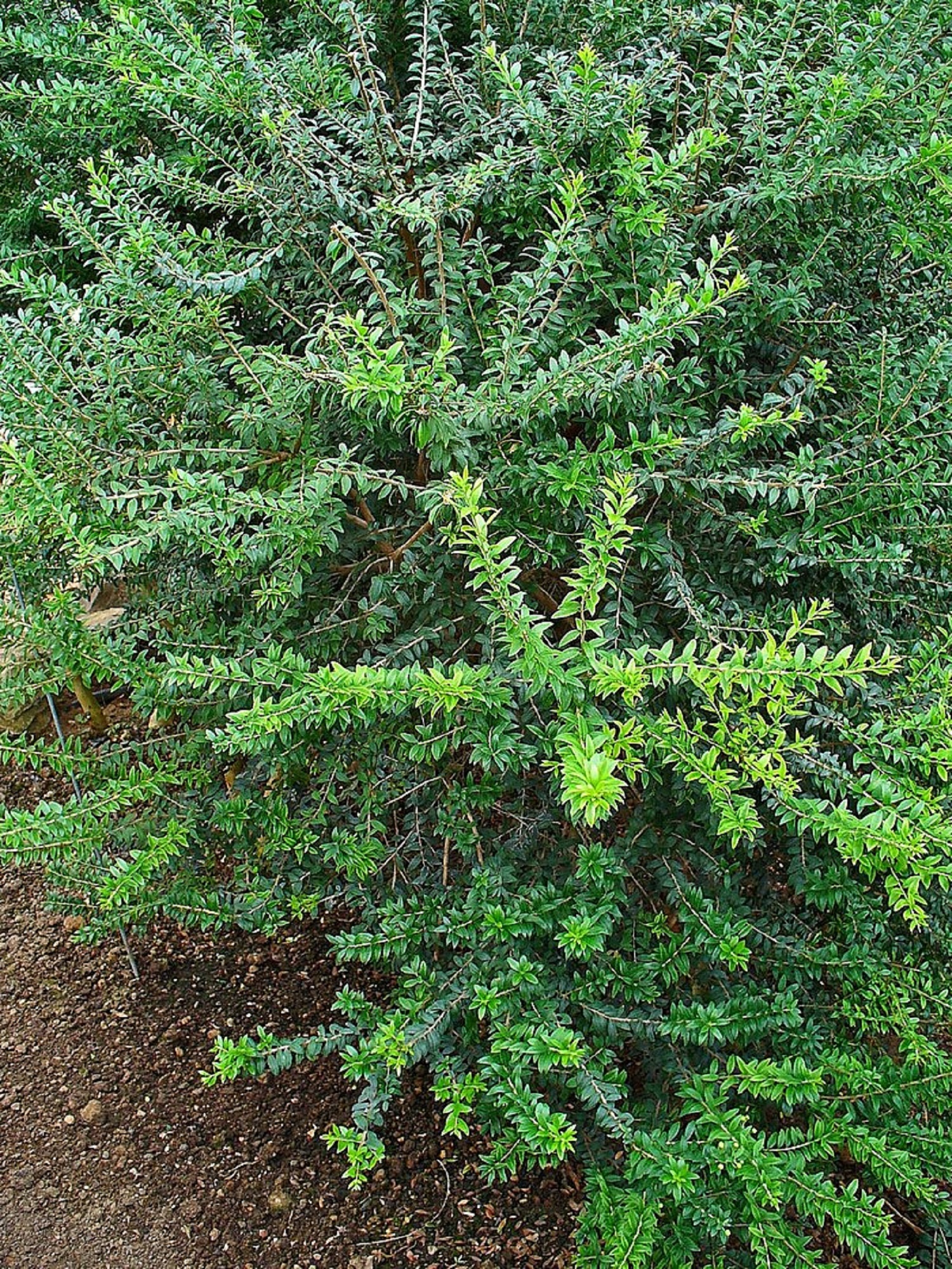 5 кімнатних рослин, які принесуть удачу у 2025 році