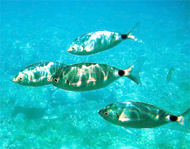 Наче піраньї. Туристи на популярному курорті Іспанії масово скаржаться на укуси риб