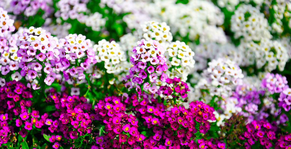 Посадите эти растения в марте, и они будут цвести целое лето: садоводам на заметку (фото)