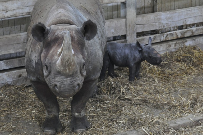 В зоопарке родился детеныш исчезающего вида носорога: смотрите на этого кроху!