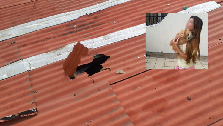 Померанский шпиц вылетел из окна 12 этажа и чудом остался жив (фото)