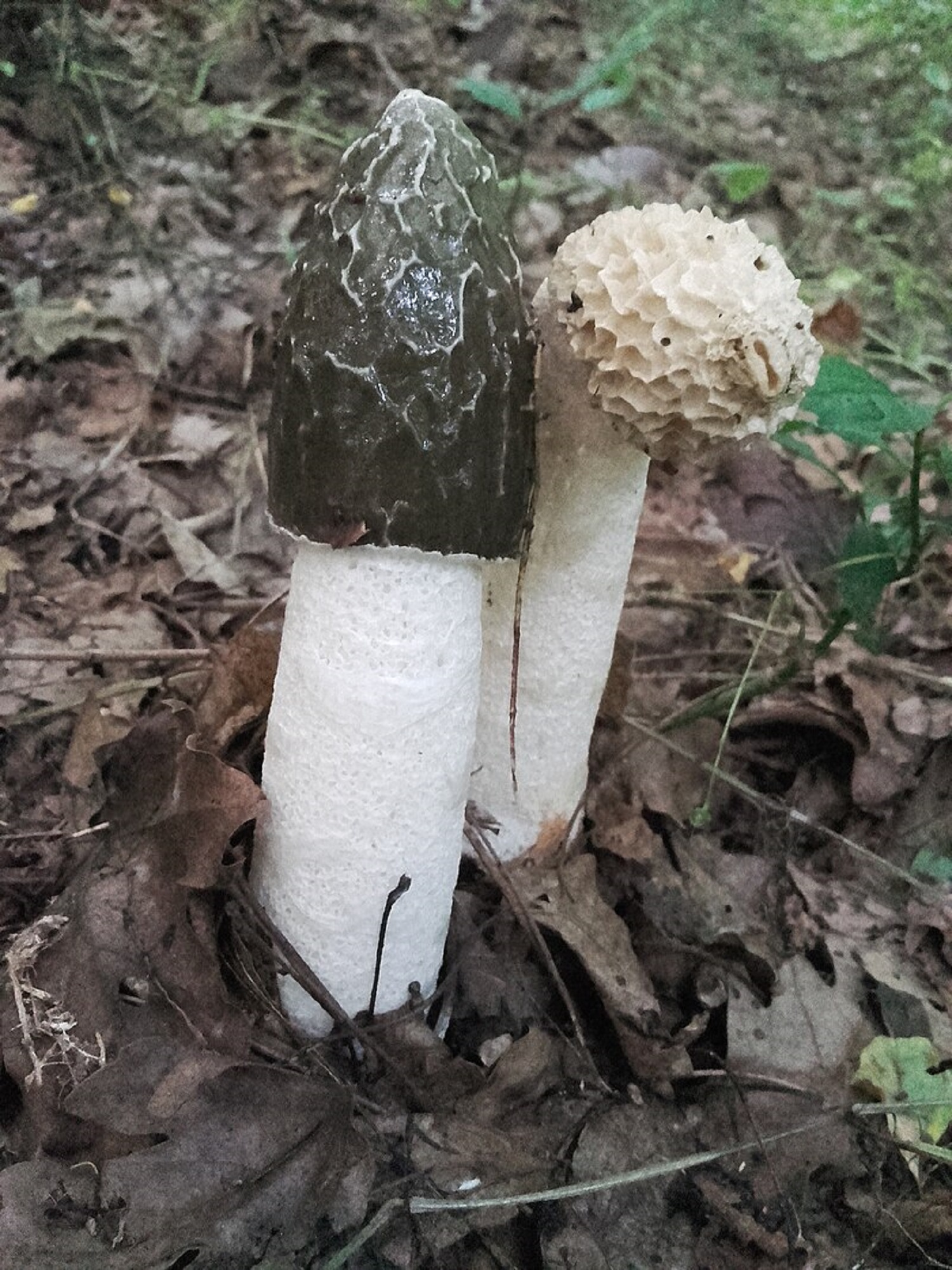 5 несъедобных, но невероятно полезных грибов, обновляющих организм