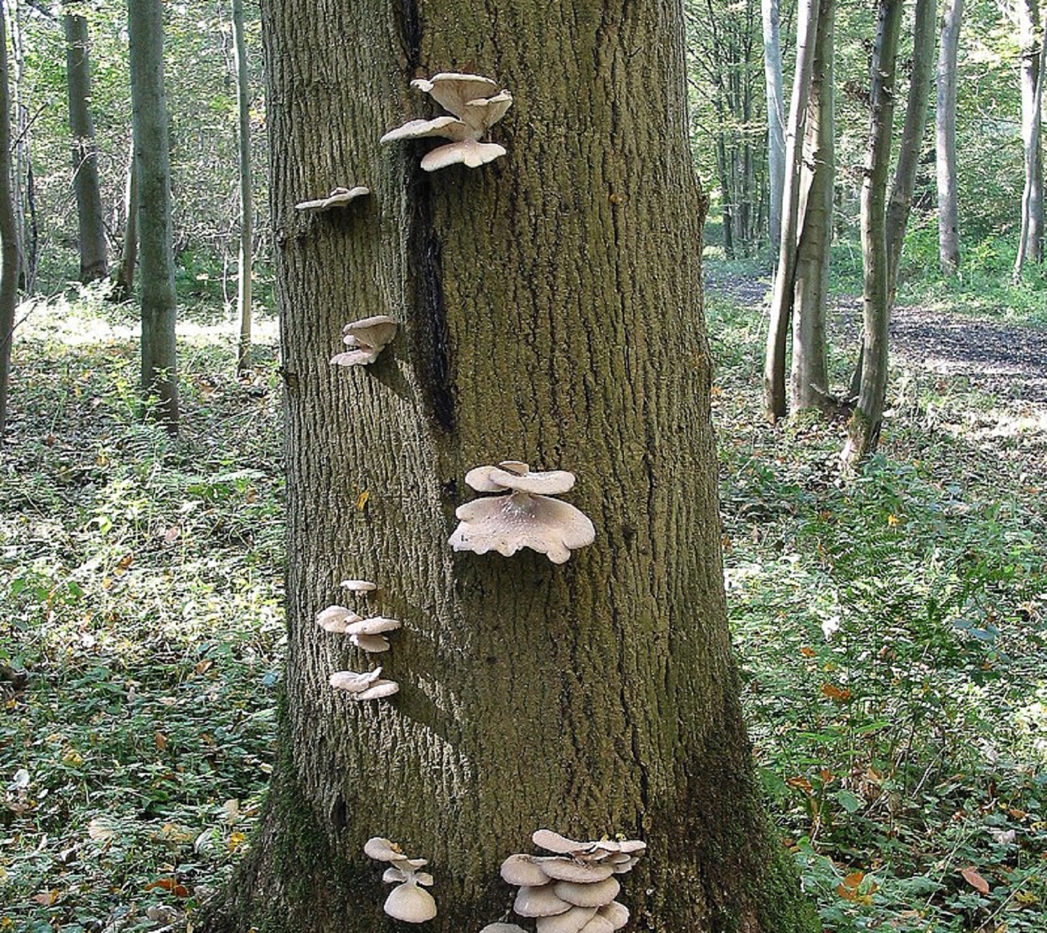 Какие грибы в весеннем лесу можно собирать ведрами: это проще, чем вы думаете