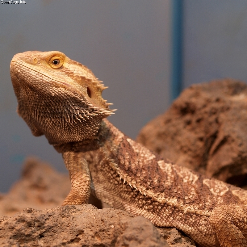 Топ-7 невеликих улюбленців, які підійдуть для будь-якої квартири