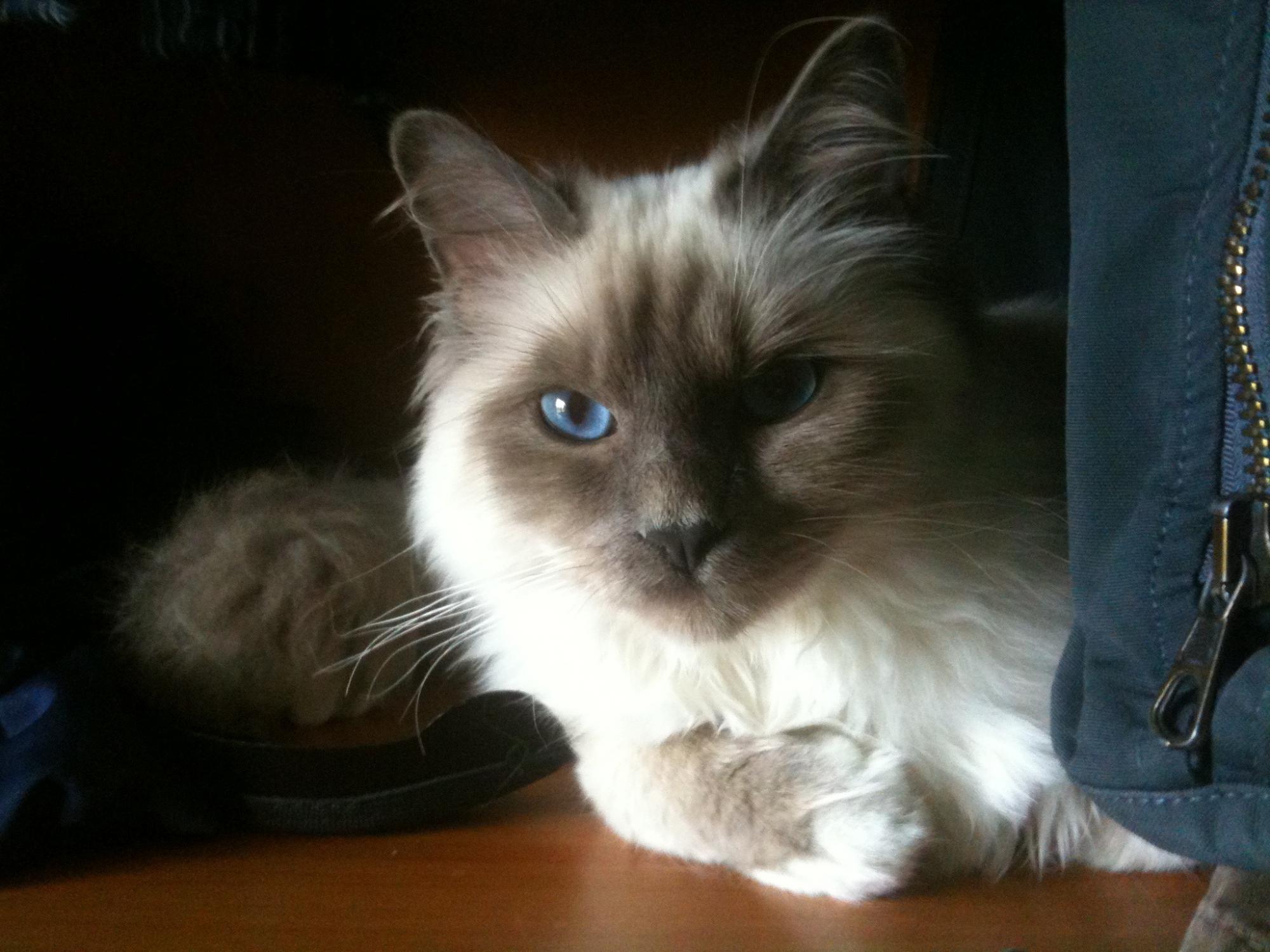 7 найкращих порід кішок для дітей