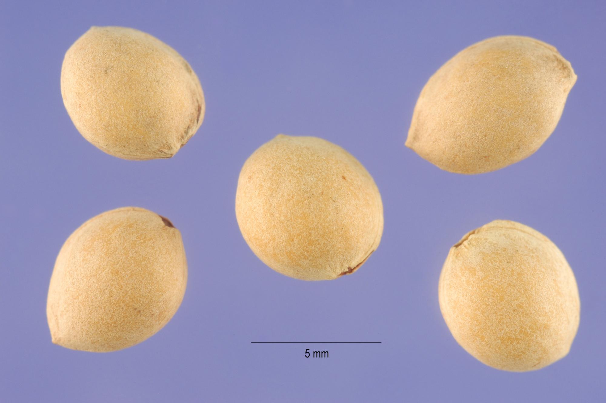 Алекс Якутов розкрив секрет пухкої, ніжної і ароматної паски: покрокові поради шефа