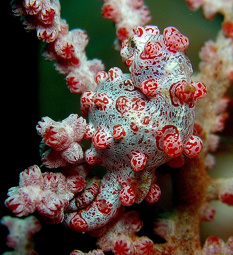 Настоящие мастера маскировки подводного мира: узнайте, кто они