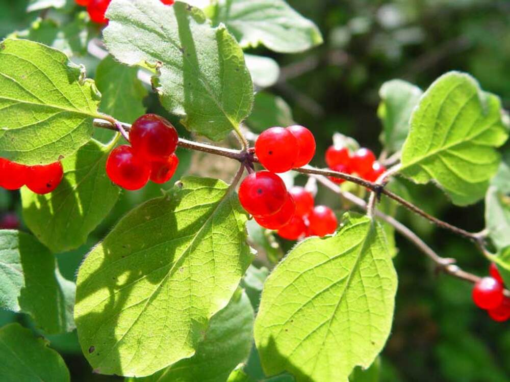 Ці ягоди небезпечні для здоров'я людини: ростуть не тільки у лісах