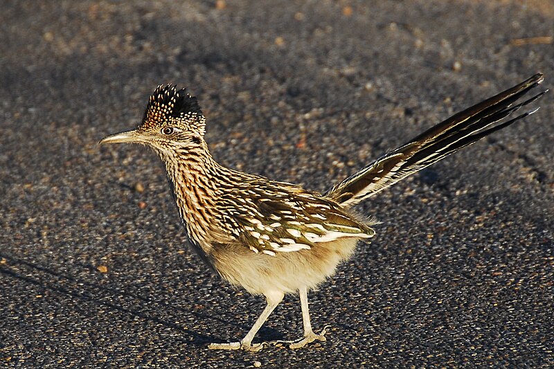 13 пустынных животных-&quot;киборгов&quot;, которые, кажется, выживут даже на Марсе