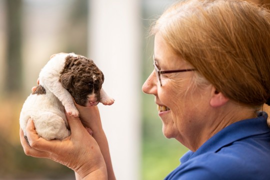 Дивіться, як виглядають новонароджені цуценята однієї з найрідкісніших порід у світі